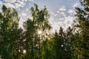 Fototapeta premium The sun's beam shines through the dense green foliage in the forest, the park in the summer against the blue sky with clouds. sunset. dawn. High quality photo
