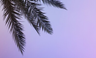 tropical palm branch at sunset background