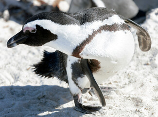 The penguin is bent over on   sandy beach in sea water.