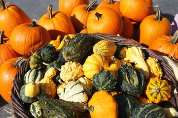 Autumn harvest bounty of bright orange pumpkins and colorful green and yellow squash and gourds