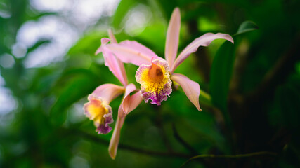 Cattleya orchid flowers, Pair of Large and fragrant flowers bloom in the wild. Most beautiful flowers among the orchids,