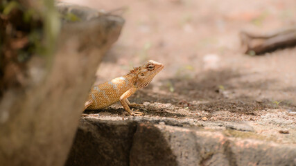 Common garden lizard female behind the flower pot on the ground searching for a place to lay eggs,