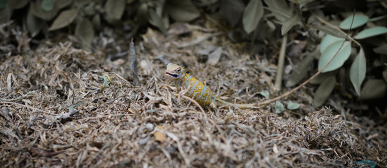Pregnant garden lizard eating on the ground, chewing little insects found under the dead tree leaves,