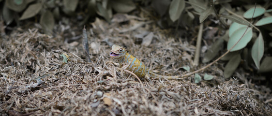 Pregnant garden lizard eating on the ground, chewing little insects found under the dead tree leaves,