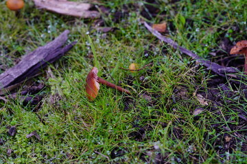 Fallen mushroom on ground