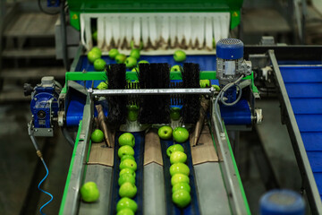Safe packaging and sorting of apples in an organic factory. The process of production, sorting and distribution of apples. Drying and grading apples after cleaning apples in clean water