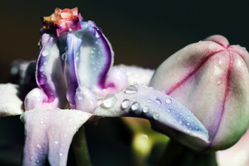 Exotic summer flowering Calotropis gigantea, crown flower blossoms close-up with dew drops on it.