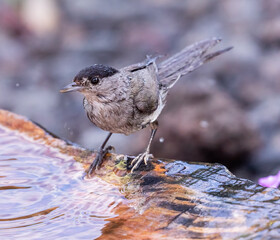 Blackcap (male) bathing and perching