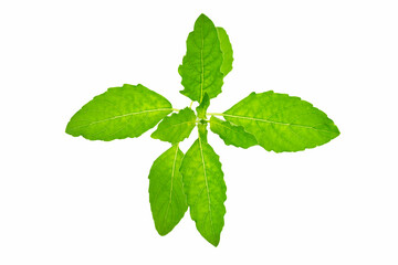 Thai holy basil with isolated on white background. Thai Vegetables