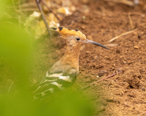 Eurasian Hoopoe