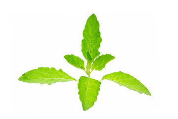 Thai holy basil with isolated on white background. Thai Vegetables