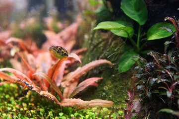 Erbsenkugelfisch im Aquarium