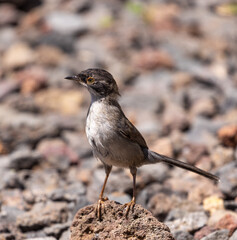 Sardinian warbler (male & female)