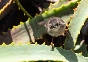 Sardinian warbler (male & female)