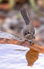 Sardinian warbler (male & female)