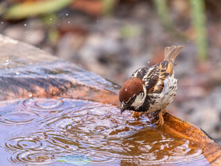 Spanish sparrow bathing
