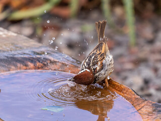 Spanish sparrow bathing