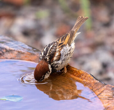 Spanish Sparrow Bathing