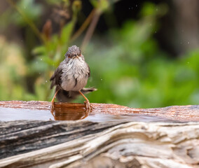 Sardinian warbler (male & female)