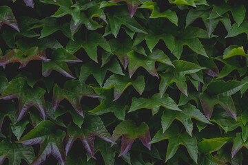 Parthenocissus tricuspidata commonly called Boston ivy, Vine growing on the concrete wall fence, Fresh green leaves in the garden, Beautiful tiny leaf pattern texture, Vintage dark tone background.