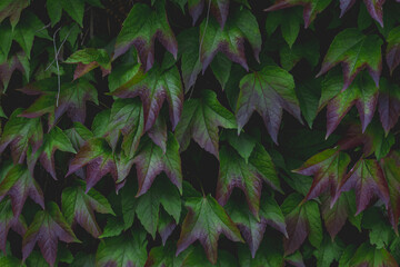 Naklejka na ściany i meble Parthenocissus tricuspidata commonly called Boston ivy, Vine growing on the concrete wall fence, Fresh green leaves in the garden, Beautiful tiny leaf pattern texture, Vintage dark tone background.
