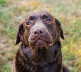 Portrait of a brown Labrador. A dog with a sad expression on his face. Loyalty and loyalty to the owner.