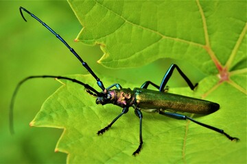 Wonnica Piżmówka - Aromia moschata