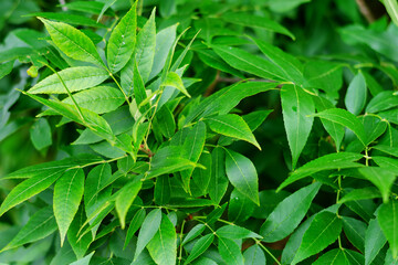 The juicy green leaves of the tree. Close-up of oblong leaves. N