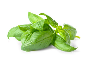 Fresh basil leaves on white background