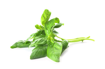 Bunch of fresh basil on white background