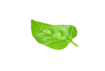 Fresh basil leaf on white background