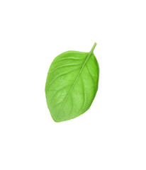 Fresh basil leaf on white background