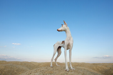 Obraz na płótnie Canvas dog portrait, wide angle, funny pet. Graceful Ibizan greyhound on a sky background.
