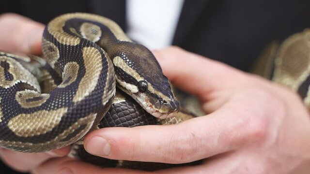 Close-up of a beautiful snake in the hands of a person, exotic pets in the hands of people, trained