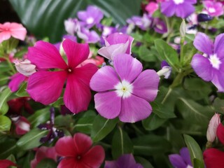 Cayenne Jasmine ,Periwinkle, Catharanthus rosea, Madagascar Periwinkle, Vinca, Apocynaceae name flower pink color springtime nature background