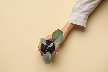 Female hand with plant seedling in peat pot on color background