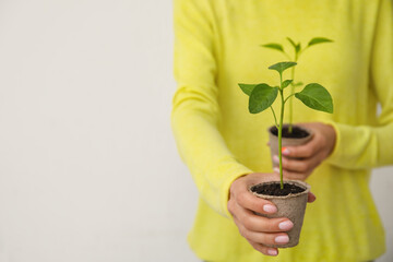 Woman holding plants seedlings in peat pots on light background