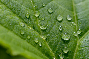 Drops on a green leaf close-up