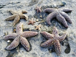 starfish family