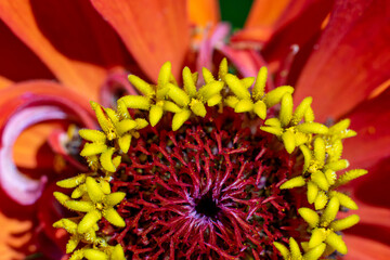 red flower with a yellow core