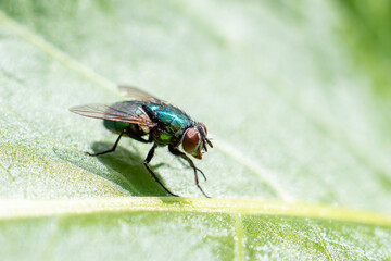 Fototapeta premium a fly is sitting on a leaf close-up