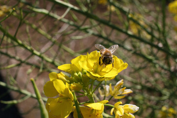 bee on flower