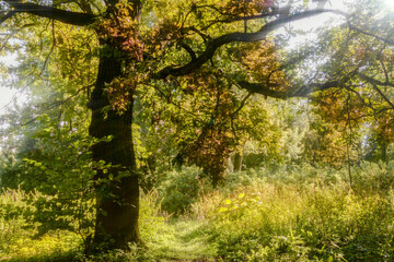 Fototapety na wymiar - Fototapeta24.pl