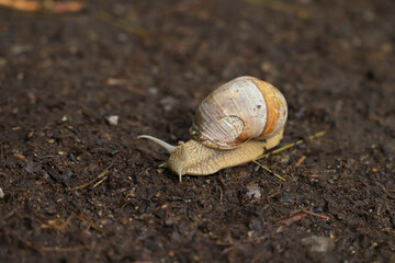 A wild Roman snail (Helix pomatia) in Rhoehn mountains, Germany