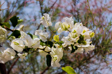 Obraz premium Bougainvillea white flower on sunny day