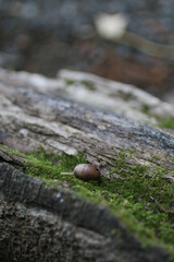 snail on moss