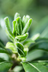 aloe vera plant