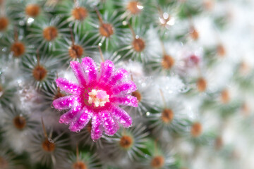 Fototapeta premium Close up or macro Pink flower cactus.