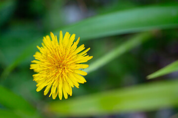 yellow dandelion flower