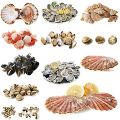shellsfish in studio